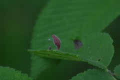 Tetraneura