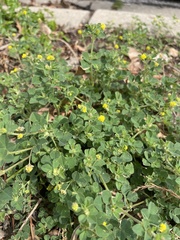 Medicago lupulina