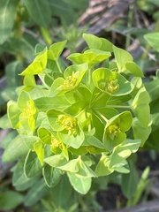 Euphorbia condylocarpa