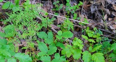 Pellaea andromedifolia