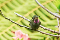 Lampornis amethystinus