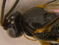 Hypsicera