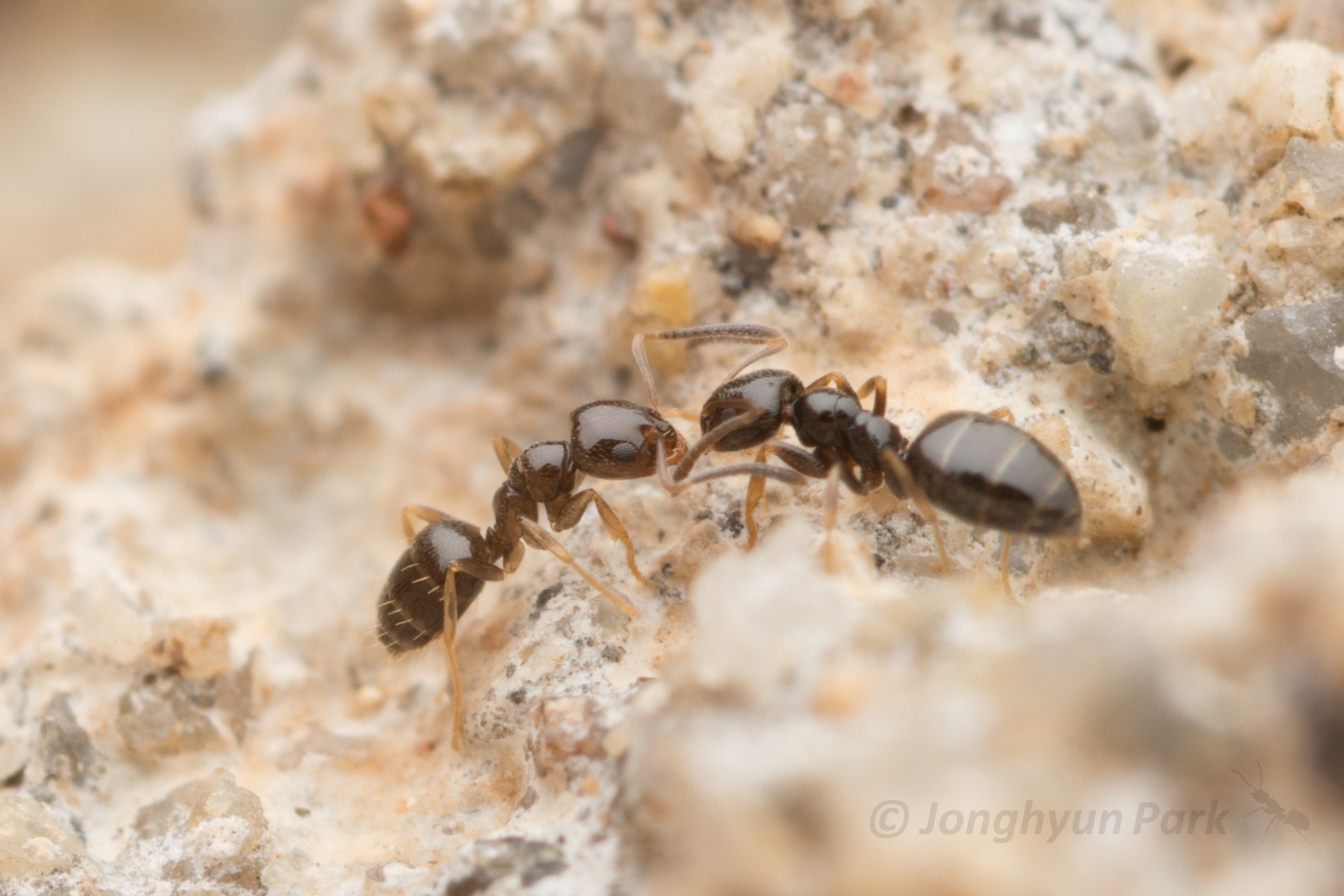 Plagiolepis manczshurica