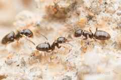 Plagiolepis manczshurica