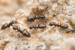 Plagiolepis manczshurica