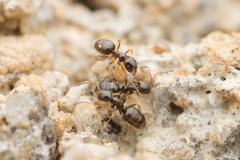 Plagiolepis manczshurica