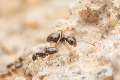 Plagiolepis manczshurica