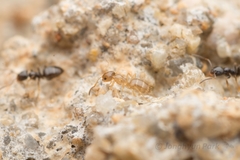 Plagiolepis manczshurica