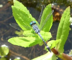 Micrathyria aequalis