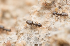 Plagiolepis manczshurica