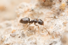 Plagiolepis manczshurica