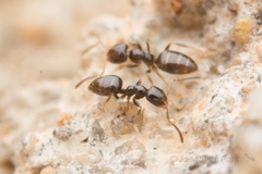 Plagiolepis manczshurica
