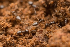 Plagiolepis manczshurica