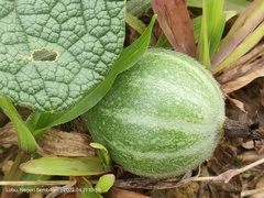 Trichosanthes scabra