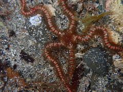 Ophiothrix oliveri
