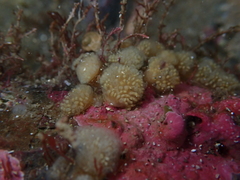 Pseudodistoma opacum