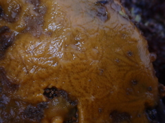 Timea aurantiaca