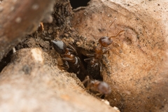 Crematogaster matsumurai