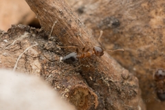 Crematogaster matsumurai