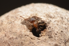 Crematogaster matsumurai