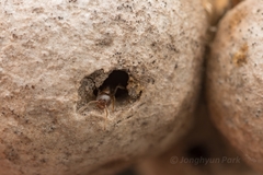 Crematogaster matsumurai