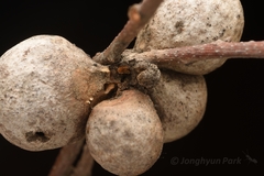 Crematogaster matsumurai