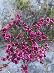Erica multumbellifera