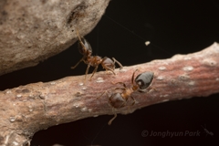 Crematogaster matsumurai