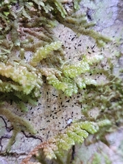 Weymouthia cochlearifolia