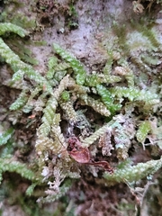 Weymouthia cochlearifolia