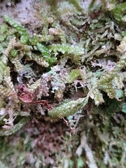 Weymouthia cochlearifolia