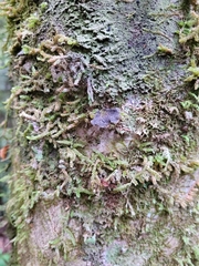 Weymouthia cochlearifolia