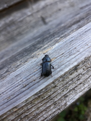 Sinodendron cylindricum