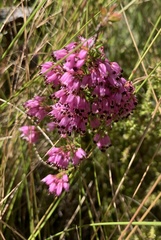 Erica nudiflora