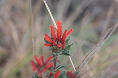 Bouvardia ternifolia