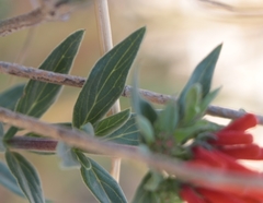 Bouvardia ternifolia