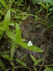 Callisia filiformis