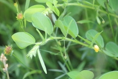 Chamaecrista rotundifolia rotundifolia