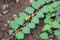 Chamaecrista supplex