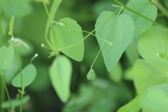Crumenaria decumbens