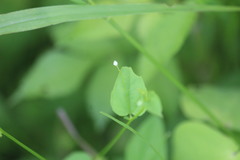 Crumenaria decumbens