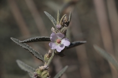Sphaeralcea angustifolia