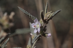 Sphaeralcea angustifolia