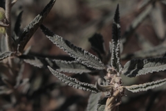 Sphaeralcea angustifolia