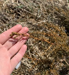 Juniperus communis depressa