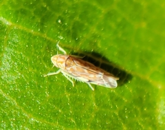 Erasmoneura variabilis