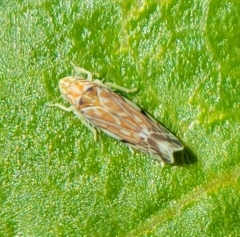 Erasmoneura variabilis