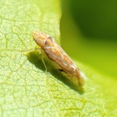 Erasmoneura variabilis