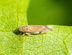 Erasmoneura variabilis