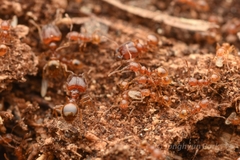 Pheidole fervida